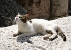 Šodien Efesas iedzīvotāji ir kaķi. Pastaigājoties pa pilsētu saskaitījām ap 30 ūsaino pilsētas rezidentu 30