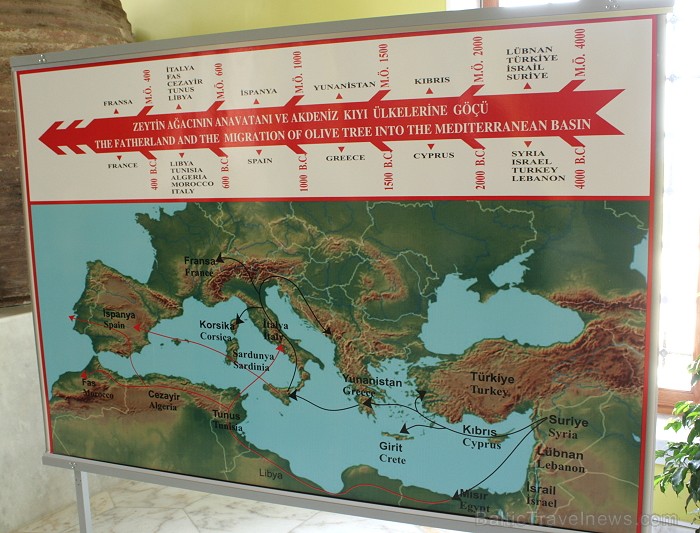 Iepazīsti olīveļļas vēsturi, ražošanas veidus un izplatīšanas ceļus  Turcijas Olīveļļas muzejā OleAtriuM 74935