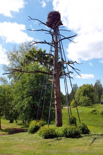 Staicele tiek dēvēta ar stārķu galvaspilsētu. Staiceles galvenā stārķa ligzda - 