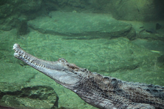 Eiropas viens no modernākajiem zoodārziem atrodas Leipcigā - www.zoo-leipzig.de 77331