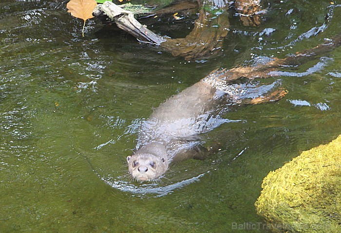 Eiropas viens no modernākajiem zoodārziem atrodas Leipcigā - www.zoo-leipzig.de 77339