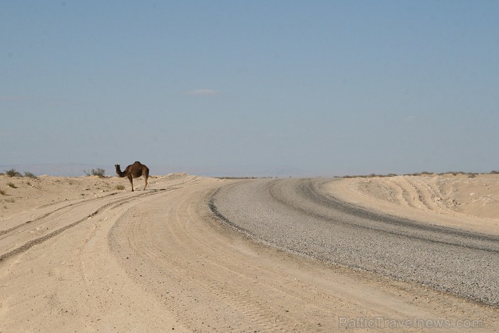 Dodies uz Sahāras tuksnesi (Onk Ejmel) mirāžas meklējumos. Valsts: Tunisija 79173