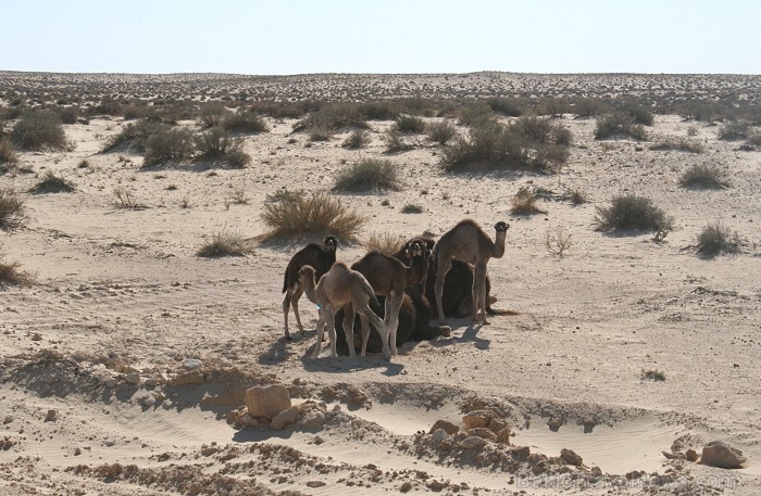 Dodies uz Sahāras tuksnesi (Onk Ejmel) mirāžas meklējumos. Valsts: Tunisija 79174