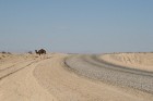 Dodies uz Sahāras tuksnesi (Onk Ejmel) mirāžas meklējumos. Valsts: Tunisija 2