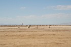 Dodies uz Sahāras tuksnesi (Onk Ejmel) mirāžas meklējumos. Valsts: Tunisija 28