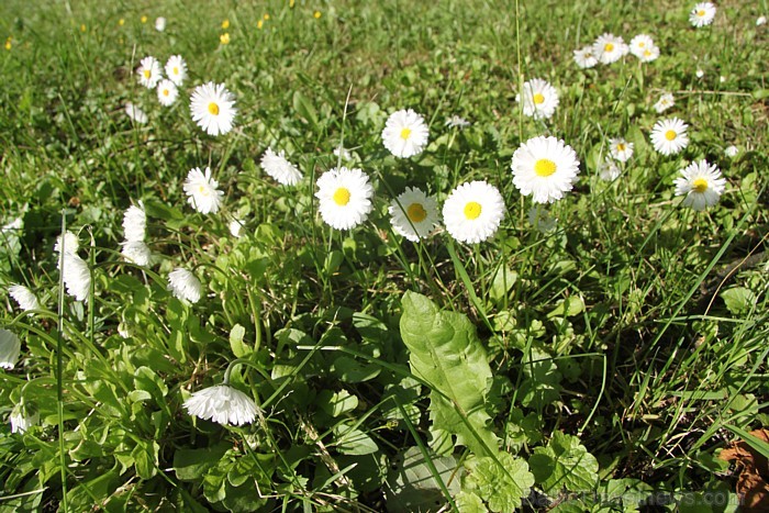 Ludza: gruzīna un latgalietes kāzas - vairāk www.Fb.com/Travelnews.lv 79415