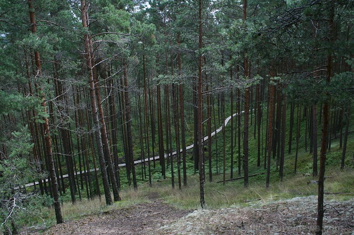 Iepazīsti dabas skaistumu Igaunijas dabas izpētes takā - Rannametsa-Tolkuse. Vairāk www.visitestonia.com 80435