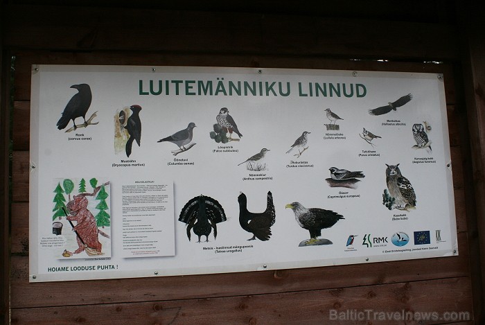 Iepazīsti dabas skaistumu Igaunijas dabas izpētes takā - Rannametsa-Tolkuse. Vairāk www.visitestonia.com 80437