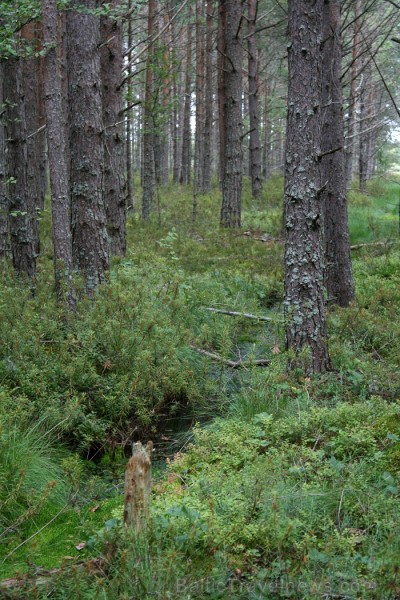 Iepazīsti dabas skaistumu Igaunijas dabas izpētes takā - Rannametsa-Tolkuse. Vairāk www.visitestonia.com 80445