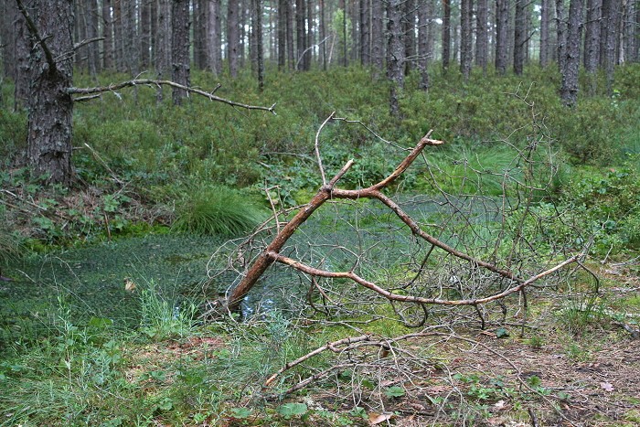 Iepazīsti dabas skaistumu Igaunijas dabas izpētes takā - Rannametsa-Tolkuse. Vairāk www.visitestonia.com 80446