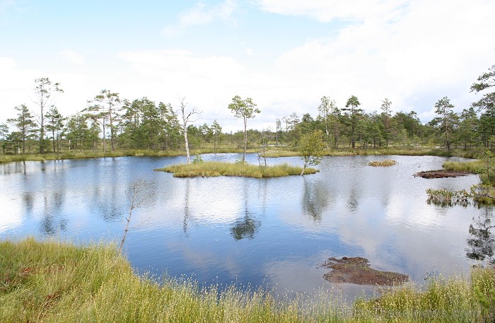Iepazīsti dabas skaistumu Igaunijas dabas izpētes takā - Rannametsa-Tolkuse. Vairāk www.visitestonia.com 80454