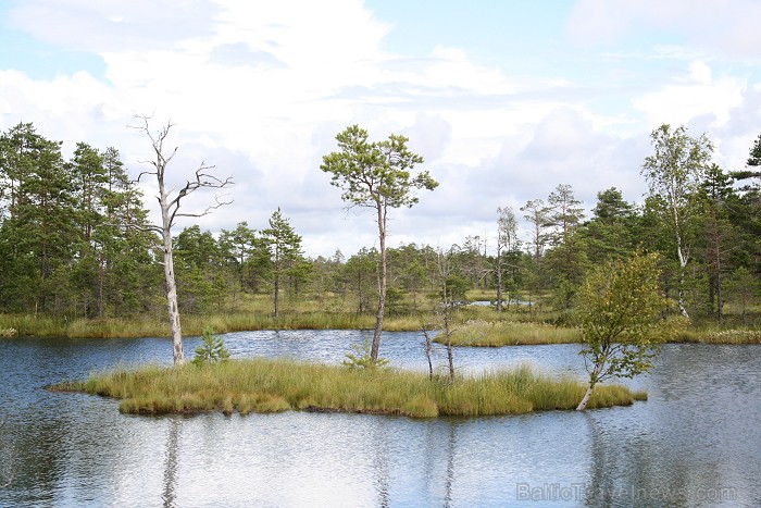 Iepazīsti dabas skaistumu Igaunijas dabas izpētes takā - Rannametsa-Tolkuse. Vairāk www.visitestonia.com 80455