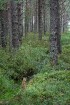 Iepazīsti dabas skaistumu Igaunijas dabas izpētes takā - Rannametsa-Tolkuse. Vairāk www.visitestonia.com 12
