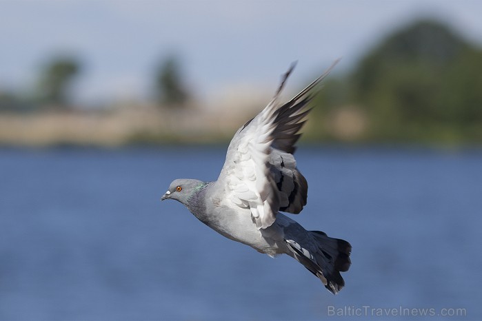 Mīlgrāvja krastmalas svētki šogad pulcēja ap 7000 apmeklētāju Foto: Ingus Evertovskis, www.fotoprojekts.lv 80540