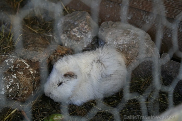 Sveču darbnīcai ir arī savs neliels zooparks, kuru iemīlējuši mazākie darbnīcas apmeklētāji 80622