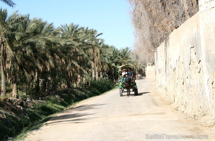 Travelnews.lv devās uz vienu no Tunisijas oāzēm, lai ieraudzītu kā aug dateles, citroni, banāni un granātāboli 80885