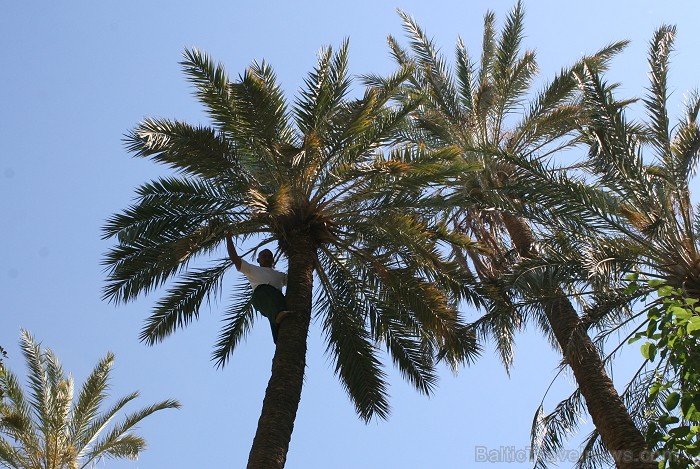 Travelnews.lv devās uz vienu no Tunisijas oāzēm, lai ieraudzītu kā aug dateles, citroni, banāni un granātāboli 80912