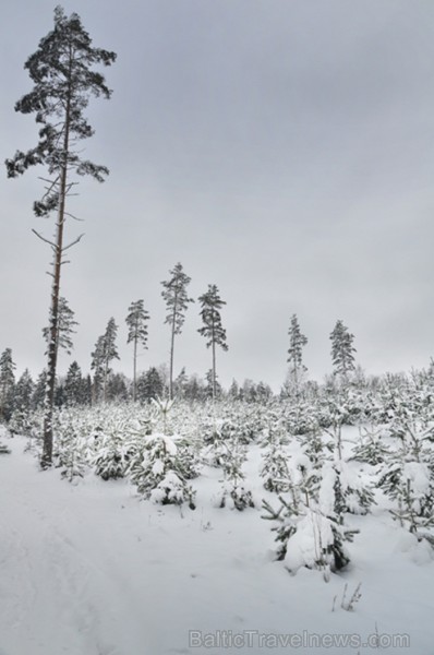 Šī fotogrāfija jau izvēlēta izstādei Starptautiskā foto festivāla ietvaros Ogrē, kurā būs apskatāmas visu posmu novērtētākās fotogrāfijas. Foto: www.l 82028