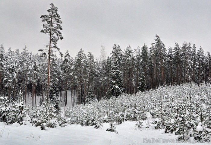 Šī fotogrāfija jau izvēlēta izstādei Starptautiskā foto festivāla ietvaros Ogrē, kurā būs apskatāmas visu posmu novērtētākās fotogrāfijas. Foto: www.l 82030