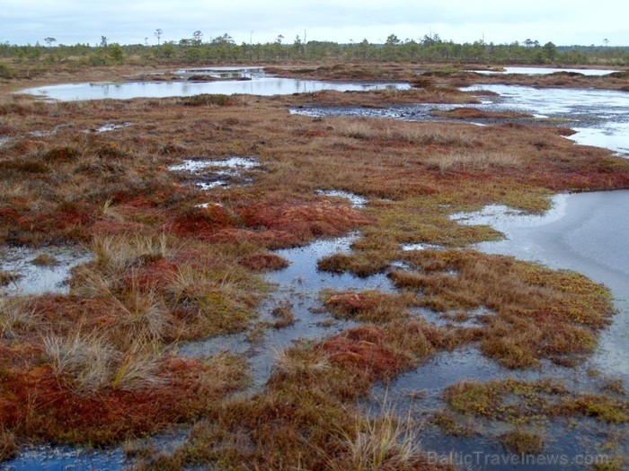 Igaunijā iestājas zelta rudens, pārvēršot tās dabu un darbus rudens krāsās. Foto: www.visitestonia.com 82414