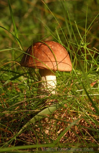 Igaunijā iestājas zelta rudens, pārvēršot tās dabu un darbus rudens krāsās. Foto: www.visitestonia.com 82419