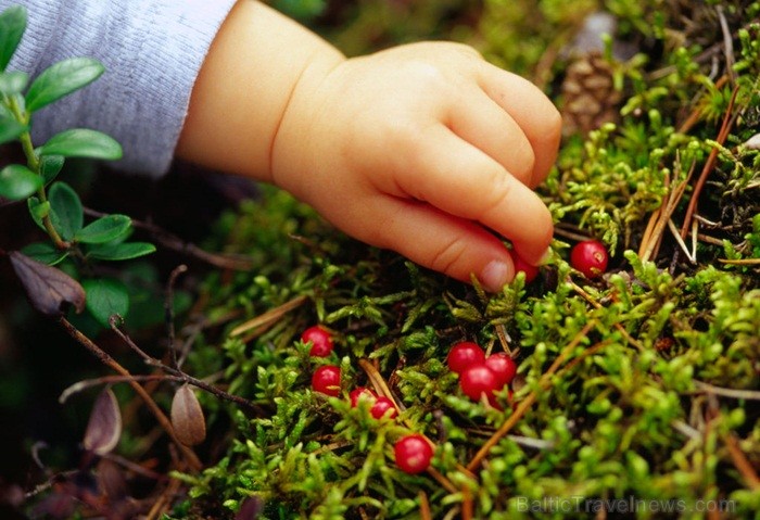 Igaunijā iestājas zelta rudens, pārvēršot tās dabu un darbus rudens krāsās. Foto: www.visitestonia.com 82420