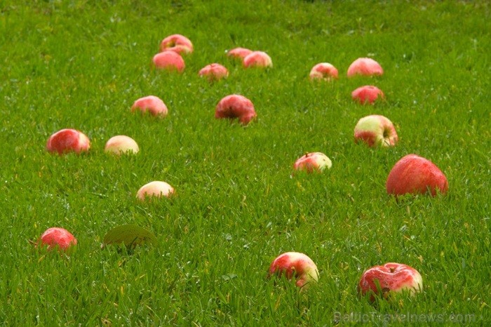 Igaunijā iestājas zelta rudens, pārvēršot tās dabu un darbus rudens krāsās. Foto: www.visitestonia.com 82424