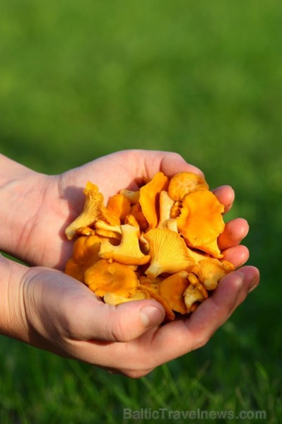 Igaunijā iestājas zelta rudens, pārvēršot tās dabu un darbus rudens krāsās. Foto: www.visitestonia.com 82431