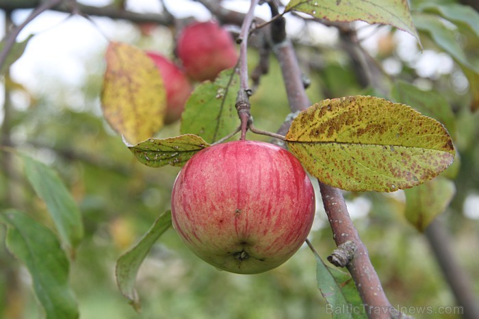 Rudens rotā Latvijas dārzus 82607