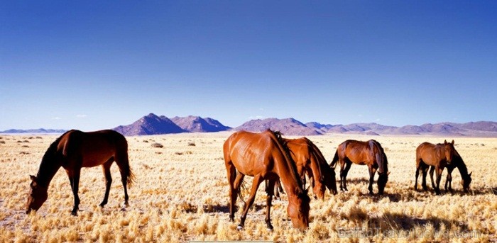 Namībija ir valsts Āfrikas dienvidrietumu piekrastē, kuras dzīvē daba neatstāj vienaldzīgu nevienu dabas mīļotāju. Foto: www.namibiatourism.com 82904