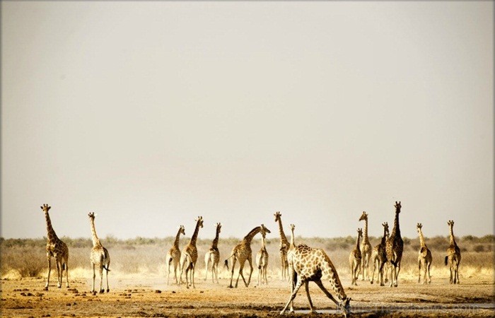 Namībija ir valsts Āfrikas dienvidrietumu piekrastē, kuras dzīvē daba neatstāj vienaldzīgu nevienu dabas mīļotāju. Foto: www.namibiatourism.com 82910
