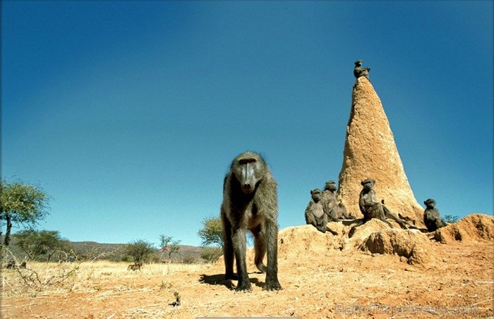 Namībija ir valsts Āfrikas dienvidrietumu piekrastē, kuras dzīvē daba neatstāj vienaldzīgu nevienu dabas mīļotāju. Foto: www.namibiatourism.com 82913