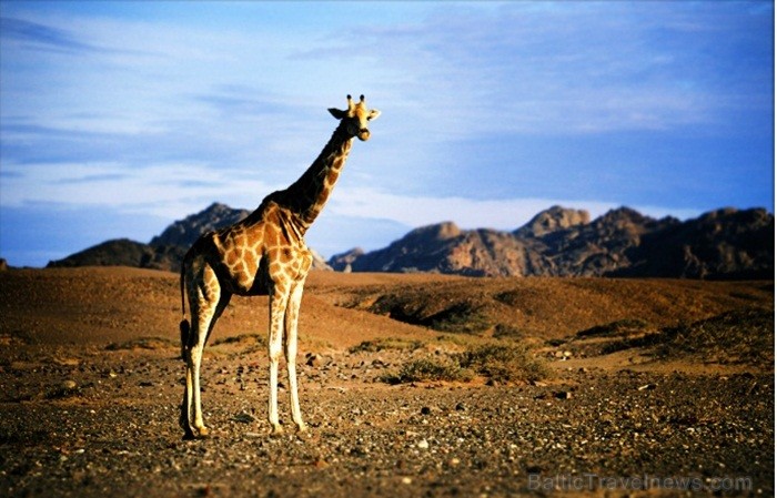 Namībija ir valsts Āfrikas dienvidrietumu piekrastē, kuras dzīvē daba neatstāj vienaldzīgu nevienu dabas mīļotāju. Foto: www.namibiatourism.com 82919