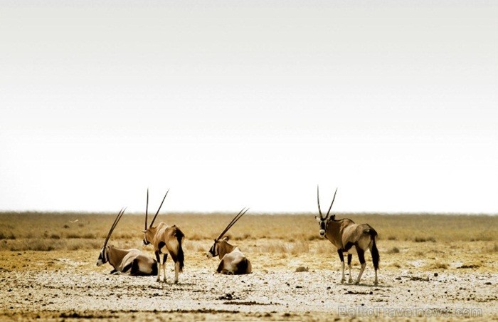 Namībija ir valsts Āfrikas dienvidrietumu piekrastē, kuras dzīvē daba neatstāj vienaldzīgu nevienu dabas mīļotāju. Foto: www.namibiatourism.com 82926