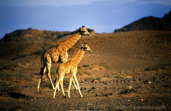 Namībija ir valsts Āfrikas dienvidrietumu piekrastē, kuras dzīvē daba neatstāj vienaldzīgu nevienu dabas mīļotāju. Foto: www.namibiatourism.com 82934