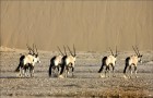 Namībija ir valsts Āfrikas dienvidrietumu piekrastē, kuras dzīvē daba neatstāj vienaldzīgu nevienu dabas mīļotāju. Foto: www.namibiatourism.com 3