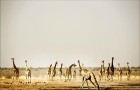 Namībija ir valsts Āfrikas dienvidrietumu piekrastē, kuras dzīvē daba neatstāj vienaldzīgu nevienu dabas mīļotāju. Foto: www.namibiatourism.com 11
