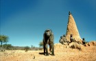 Namībija ir valsts Āfrikas dienvidrietumu piekrastē, kuras dzīvē daba neatstāj vienaldzīgu nevienu dabas mīļotāju. Foto: www.namibiatourism.com 14