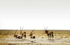 Namībija ir valsts Āfrikas dienvidrietumu piekrastē, kuras dzīvē daba neatstāj vienaldzīgu nevienu dabas mīļotāju. Foto: www.namibiatourism.com 27