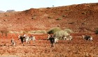 Namībija ir valsts Āfrikas dienvidrietumu piekrastē, kuras dzīvē daba neatstāj vienaldzīgu nevienu dabas mīļotāju. Foto: www.namibiatourism.com 35