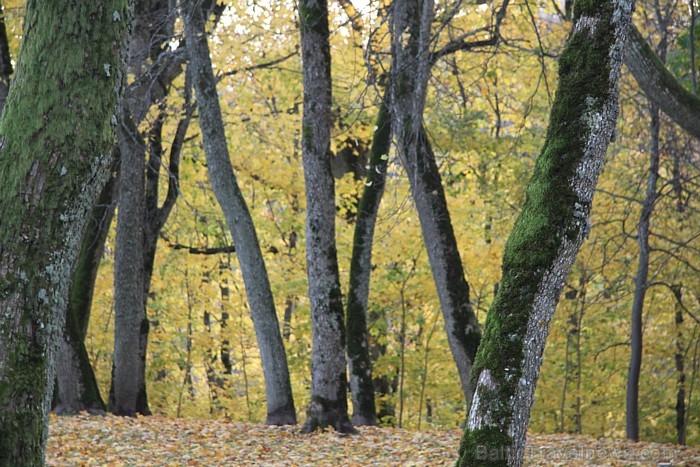 Rudens «zelts» izkrāšņo Turaidas muzejrezervātu. Foto sponsors: www.tourism.sigulda.lv 83666