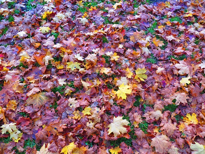 Rudens «zelts» izkrāšņo Turaidas muzejrezervātu. Foto sponsors: www.tourism.sigulda.lv 83667