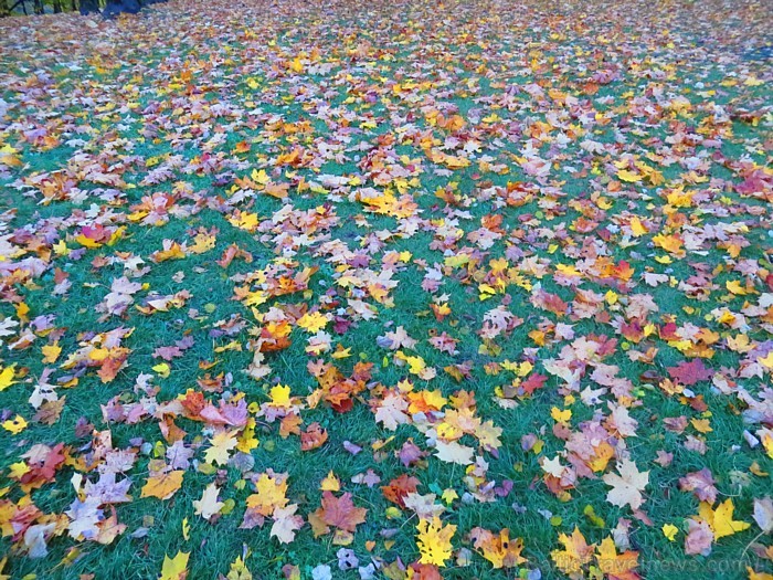 Rudens «zelts» izkrāšņo Turaidas muzejrezervātu. Foto sponsors: www.tourism.sigulda.lv 83669