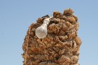 Vēja darinātās smilšu klintis Dbebcha ciemā (Tunisijā) 10