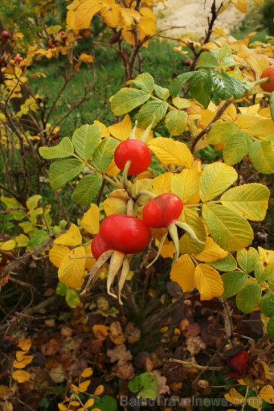 Pateicamies par sadarbību Igaunijas Veselības tūrisma apvienībai, personīgi- Aleksandrai Moorast un Elīnai Kalniņai. 
Foto: www.terviseturism.ee 84077