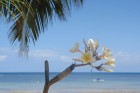 Madagaskaras sala Nosy Be jeb Lielā sala piedāvā tās viesiem plašu dabas un augu dažādību. Foto:  www.a-sono.lv 1