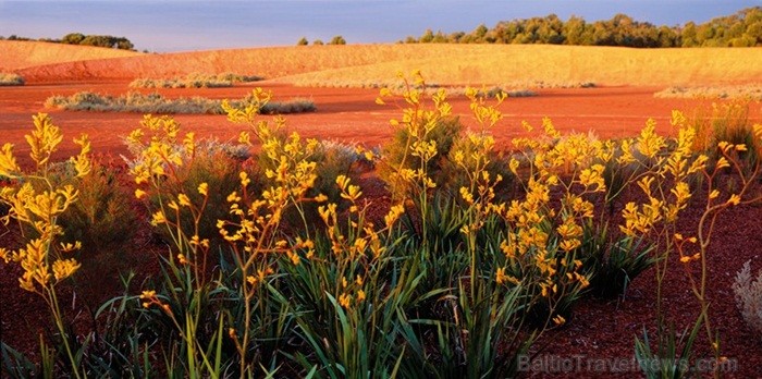 Morningtonas pussala atrodas Austrālijā un tā spēj pārsteigt ar grandioziem 19.gs. dārziem un neskartiem krūmājiem. Foto: www.visitmorningtonpeninsula 84497