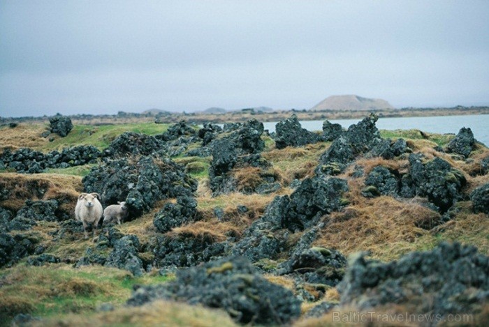 Islande jeb Īslande ir salu valsts Atlantijas okeāna ziemeļos starp Grenlandi, Norvēģiju un Britu salām. Foto: www.icelandtouristboard.com 85151