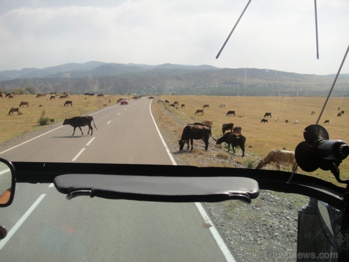 Govis uz ceļa nejūtas traucētas... Foto: www.remirotravel.lv 85463
