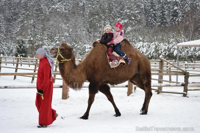 Atpūtas komplekss Rakši ziemā piedāvā izbraucienus ar kamieļiem, pastaigas kopā ar lamām, izbraukumus ar sniega motocikliem un citas aktivitātes svaig 88525